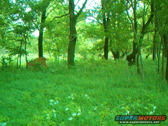 fork buck