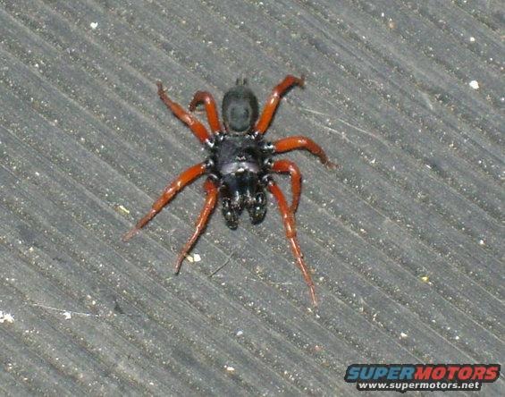 Spider with black body and red legs on a textured surface