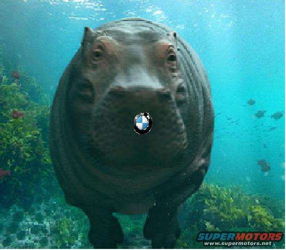hippo-nmw.jpg 