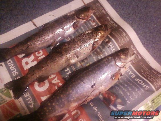 three trout laid out on newspaper