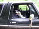 1994 Ford F-250 - Dog enjoys the view from inside a truck cab on a warm day.