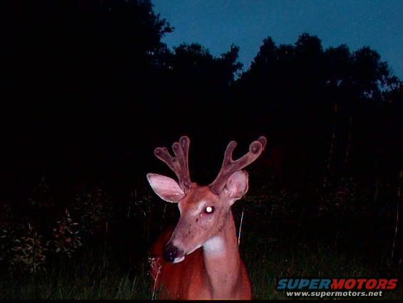Deer with antlers in a field at dusk, with Supermotors logo in corner