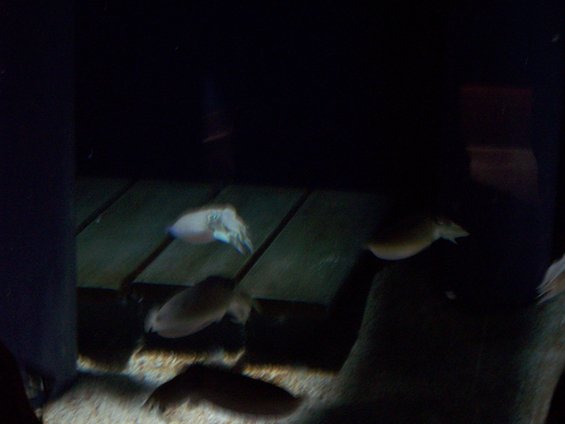 picture-001.jpg 
