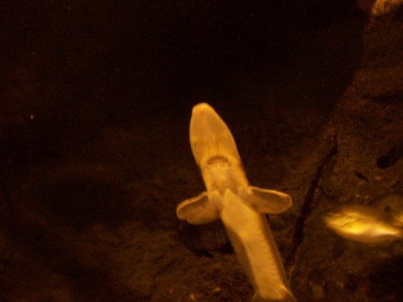 pale, elongated fish swims in dark water, viewed from above