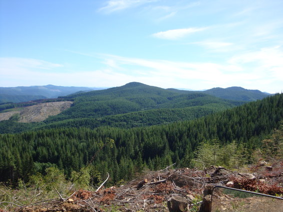 View of logged forest area with hills covered in evergreen trees under a blue sky with scattered clouds
