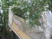 1981 Kawasaki Bayou - This is a part of an airplane's tail section, seen outdoors with trees growing around it.