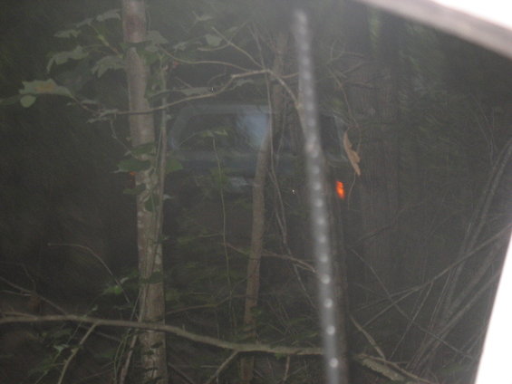 Vehicle partially obscured by trees and branches in a dark forest setting