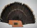 1971 International Travelall - A display of turkey tail feathers with a plaque indicating the hunt details.