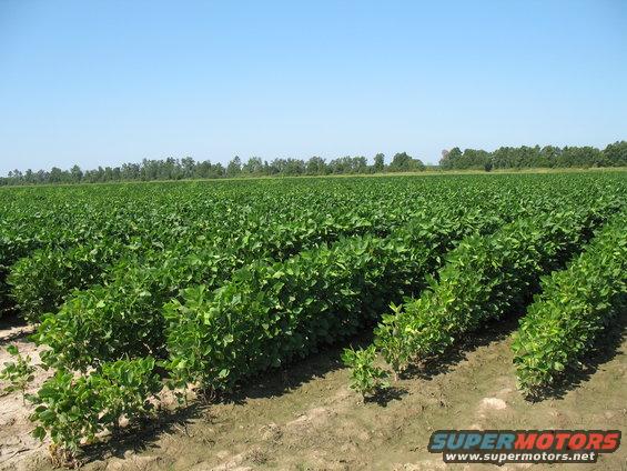 soybeans set up for row water