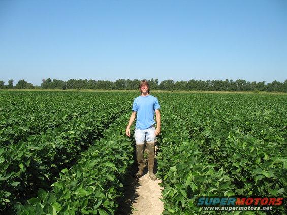 beans are waist high