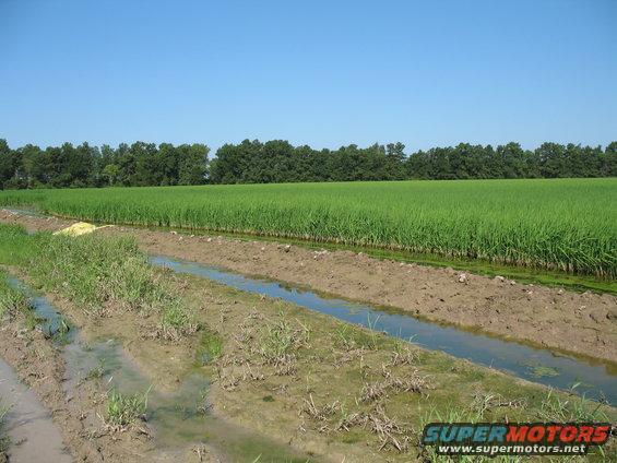 block #2; this entire levee was under water on both sides a few days ago...we had some excessive rain fall