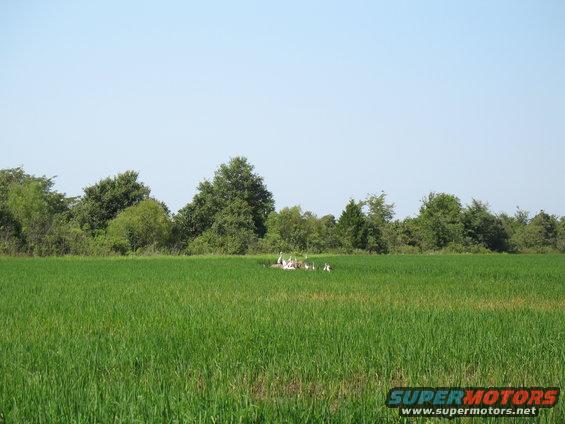 there are tons of these birds around; the crop duster hits one virtually every time it goes up