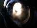 1999 Volkswagen Beetle - Close-up of a black 1999 Volkswagen Beetle headlight, illuminated by a bright reflection.