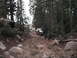 1991 Ford Bronco - A white 1991 Ford Bronco navigates a challenging, rocky trail through a dense forest, with another vehicle visible in the distance.