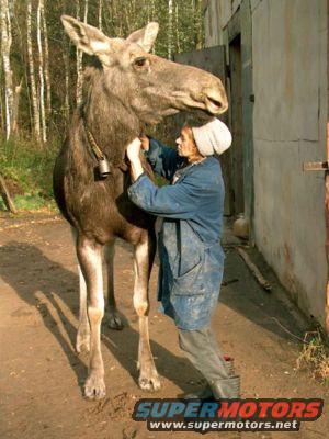 milkmaidmoose.jpg 
