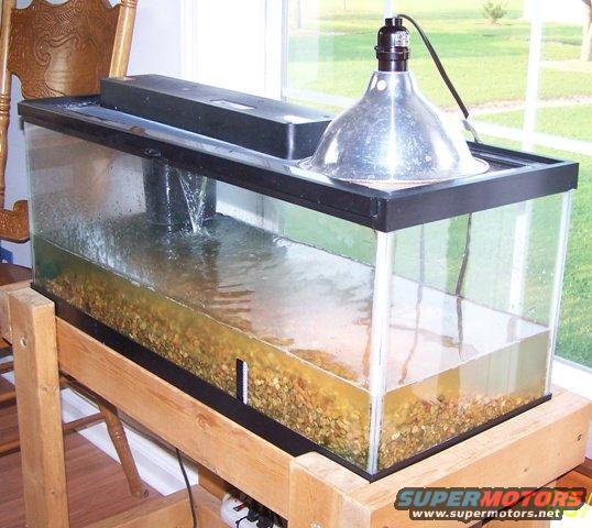 Turtle Tank 3
