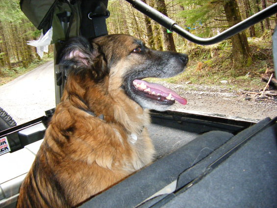 The best dog ever... Border collie/ German sheperd mix