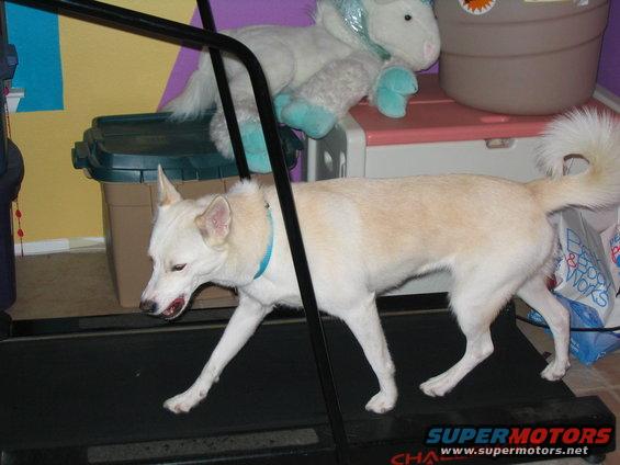 kelpie-004.jpg Echo on the treadmill Sep 09