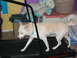 1990 WetJet Duo - Echo on the treadmill Sep 09