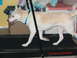 1990 WetJet Duo - A dog walks on a treadmill in what appears to be a home setting.