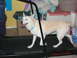 1990 WetJet Duo - A dog is walking on a treadmill indoors with toys in the background.