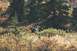 1990 Chevrolet Suburban - A moose grazes in a field during autumn, surrounded by trees and tall grass.