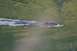 1990 Chevrolet Suburban - A beaver swims through murky green water, leaving a trail of white foam behind it.