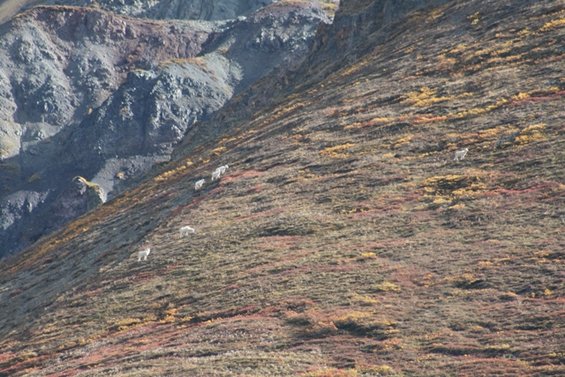 Several mountain goats scattered across a rocky, brush-covered hillside