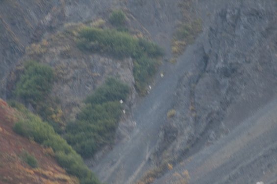 Several white mountain goats are scattered on a steep, rocky mountainside with sparse vegetation