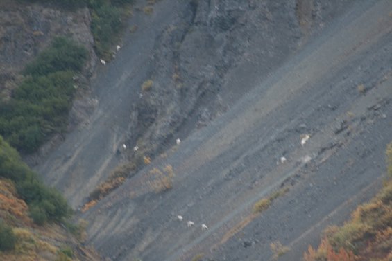 Mountain goats on a rocky slope