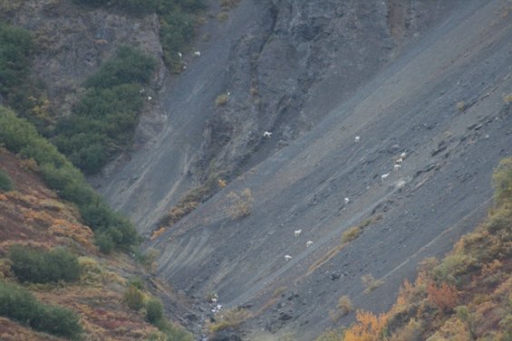 Dall sheep scattered across a steep, gray, rocky slope with sparse vegetation