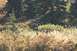1990 Chevrolet Suburban - A moose is visible in a natural landscape with autumn foliage and tall grasses.