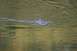 1990 Chevrolet Suburban - A beaver swims through the water, its head and back visible above the surface.