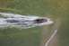 1990 Chevrolet Suburban - A beaver swims through the water, creating a trail of white foam.