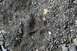 1990 Chevrolet Suburban - A close-up view of animal tracks imprinted in a rough, gravelly ground surface.
