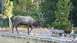 2006 Ford E350 - An elk walks along a boardwalk surrounded by trees and dry grass.