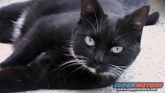 Black cat with white whiskers and chest patch lying down