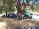 1990 Ford Bronco - Two trucks and a Bronco are parked under a large tree at Clarks Ranch Camp.