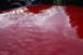 2004 Ford Mustang - Reflections of trees and clouds are visible on the shiny red paint of a car's hood, with another vehicle in the background.