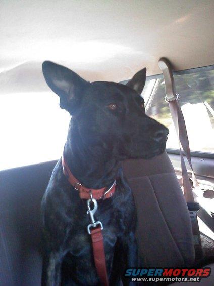 roscoe.jpg
