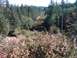 1990 Ford Bronco II - Tillamook State Forest Oregon, "Powerlines"