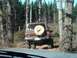 1990 Ford Bronco II - Tillamook State Forest Oregon, "Cedar Tree"