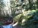 1990 Ford Bronco II - Tillamook State Forest Oregon, "Cedar Tree"