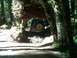 1990 Ford Bronco II - Tillamook State Forest Oregon, "Cedar Tree"