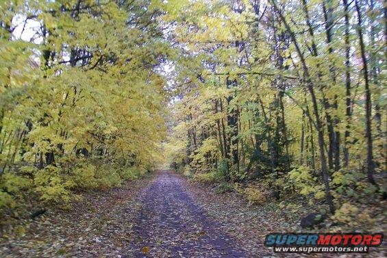 Dirt road through autumn woods with yellow leaves