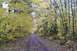 1988 Chevrolet Blazer - A dirt road winds through a forest in autumn, with trees displaying vibrant yellow foliage.