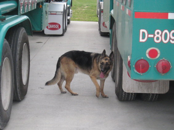 German Shepherd dog standing between two large trucks, one with D-809 visible