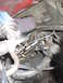 1984 Ford Bronco II - Close-up view of engine bay components, including an aftermarket air filter and throttle linkage.