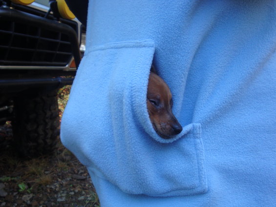 Puppy peeking out of a blue fleece pocket