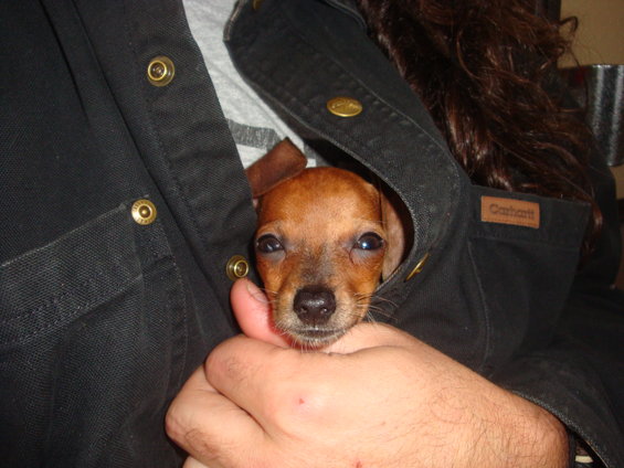 Small brown dog peeking out of a black jacket pocket, held by a hand
